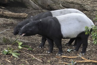 Malayan Tapir (Tapirus indicus), pair, side