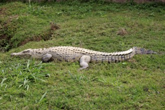 Nile Crocodile, Nosy Be, Madagascar (Crocodylus niloticus madagascariensis)