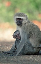 Grass Monkeys, female nursing young, Kruger national park, South Africa (Cercopithecus aethiops)