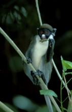 Lesser White-nosed Monkey, Lesser White-nosed Guenon (Cercopithecus petaurista)