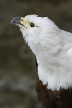 African Fish Eagle (Haliaeetus vocifer)