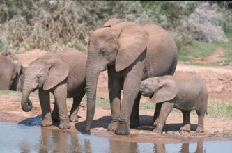 African Elephants (Loxodonta africana), Addo Elephant national park, South Africa, Africa