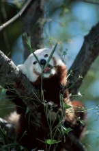 Red Panda (Ailurus fulgens) eating bamboo