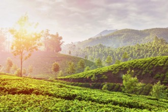 Kerala India travel background, green tea plantations in Munnar, Kerala, India in the morning on