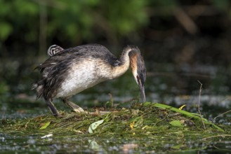 Great Crested Grebe (Podiceps cristatus), adult bird and chick on the nest, adult bird turning an