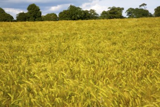 Field with growing barley crop in summer, Shottisham, Suffolk, England, UK