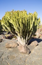 Jardin de Cactus designed by César Manrique, Guatiza, Lanzarote, Canary Islands, Spain, Europe