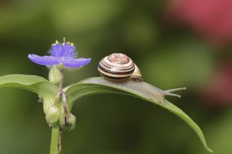 Grove snail (Cepaea nemoralis) on garden three-master flower (Tradescantia andersoniana), flower,