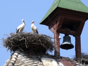 Storks in a nest on the stork tower in Zelt am Hammersbach. The stork tower is the town's landmark,