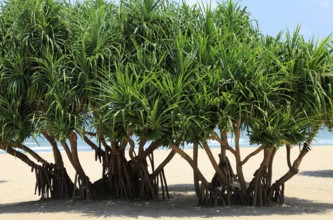 Pandanus palm trees growing on sandy beach, Nilavelli, Trincomalee, Sri Lanka, Asia