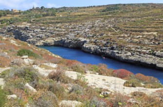 Limestone barrique vegetation Mgarr ix-Xini coastal inlet, island of Gozo, Malta, Europe