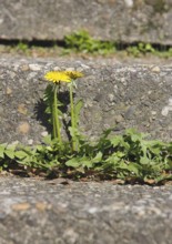 Flower of common dandelion (Taraxacum officinale), growing on a wall, North Rhine-Westphalia,