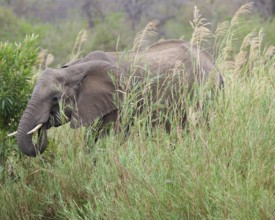 African bush elephant (Loxodonta africana), adult male feeding on reeds in the bed of the Olifants