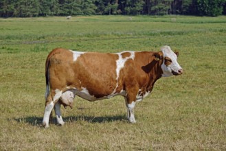 Europe, Germany, Mecklenburg-Western Pomerania, Dairy cows on the pasture near Göhren-Lebbin, Red