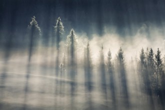 Fog and forest in Oberägeri in the canton of Zug, Switzerland, Europe