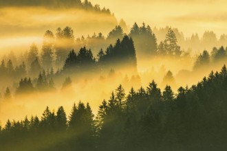 Fog and forest in Oberägeri in the canton of Zug, Switzerland, Europe