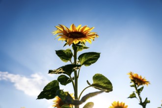 Sunflowers in a field, Mallnow