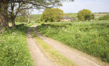 Spring seasonal landscape of quiet country lane trees and country cottage, Rendlesham, Suffolk,