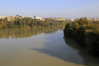 Treelined channel of river Rio Guadalquivir in city centre, Cordoba, Spain, Europe