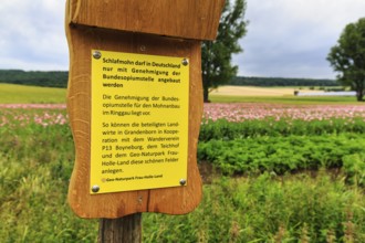 Information board in front of opium poppy (Papaver somniferum), authorisation of the Federal Opium