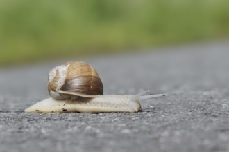 Burgundy snail (Helix pomatia) on a road, North Rhine-Westphalia, Germany, Europe