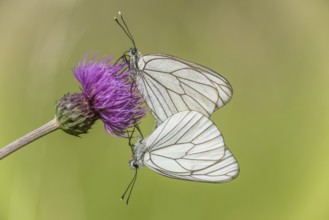 Black-Veined White butterflies (Aporia crataegi) mating in a natural meadow in spring. Bas Rhin,