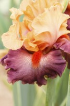 Beautiful multicolored iris flower bloom in the garden. Close up, fragility and summer concept