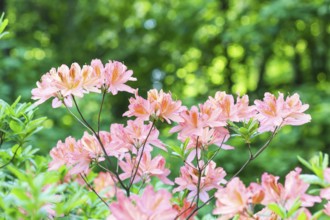 Blooming rhododendron in the botanical garden in spring