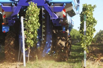 Grape grape harvest with full harvester in the district of Bad Dürkheim, Rhineland-Palatinate