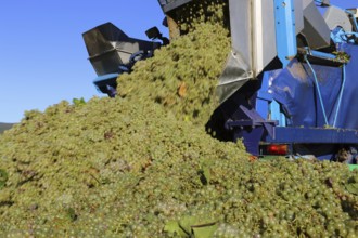 Grape grape harvest with full harvester in the district of Bad Dürkheim, Rhineland-Palatinate