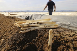 Agriculture asparagus harvest in a field near Mutterstadt, Rhineland-Palatinate