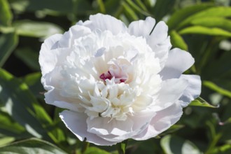 Pink peony flower in a botanical garden