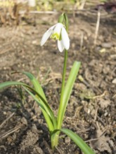 Snowdrop blooming in the botanical garden in spring