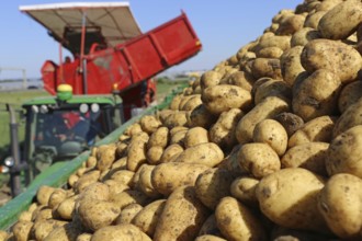 Agriculture potato harvesting with harvester (Mutterstadt, Rhineland-Palatinate)