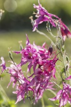 Blooming purple and blue columbine in the garden