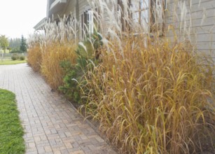 Modern restaurant with green lawn, tile path and landscape design with ornamental grasses and