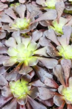 Small succulent plants background. greenhouse, top view, floral texture