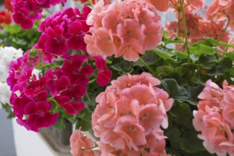 Geranium blossoms, Pelargonium, Palatinate, Rhineland-Palatinate, Germany, Europe