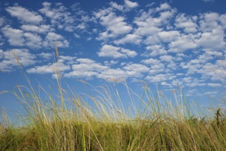 Riparian landscape, nature, natural landscape, river, riverbank, reeds, morning mood, blue sky,