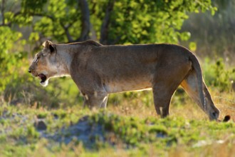 Lioness, female lion (Panthera leo) on the evening hunt, hunt, lookout, wild, free-living, safari,