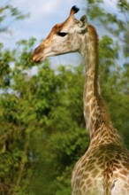 Portrait of a southern giraffe (Giraffa giraffa), free-living, wilderness, safari, travel, animal