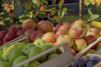 Sale of fruit, apples, pears, plums, Landau, Rhineland-Palatinate, Germany, Europe