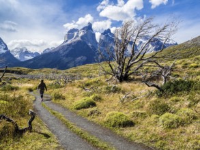 Hiker on small path to viewpoint Mirador Cuernos above lake Nordenskjöld, burned trees, Paine Horns