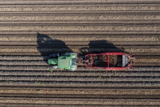 Potato harvest, so-called split harvesting method, first the tubers are taken out of the ground