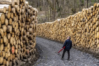 Felled, stacked spruce trunks, forest dieback in the Arnsberg Forest nature park Park, over 70 per