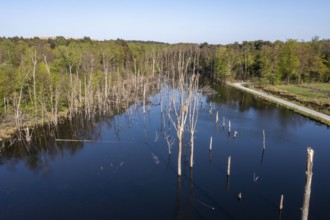 The nature reserve Kirchheller Heide, the Pfingstsee, created by subsidence caused by coal mining,