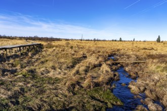 Hiking trail on wooden boardwalks through the High Fens, raised bog, in the Eifel and Ardennes