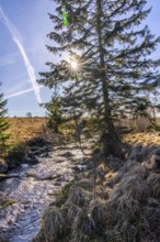 Stream in the High Fens, raised bog, in the Eifel and Ardennes region, High Fens-Eifel nature park