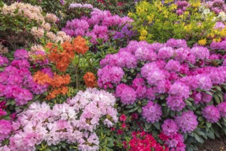 Rhododendron and azalea blossom, Lower Saxony, Germany, Europe