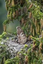 Common kestrel (Falco tinnunculus), young birds not yet ready to fly in the nest,